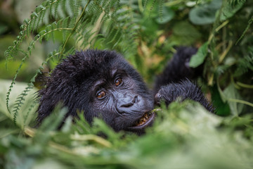 close up portrait of a black gorilla looking at you and chewing in the wild deep in the jungle