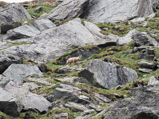 Steinwild im Hochgebirge