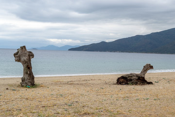 Logs burned down from lightning on beach.