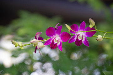 Beautiful orchid flower in nature with blurred background.