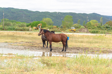 Fototapeta na wymiar Horse in a field