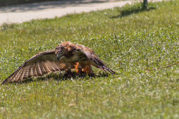 Red-tailed buzzard in Cantabria Spain