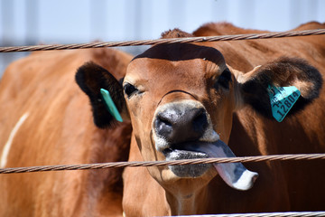 dog in front of the window