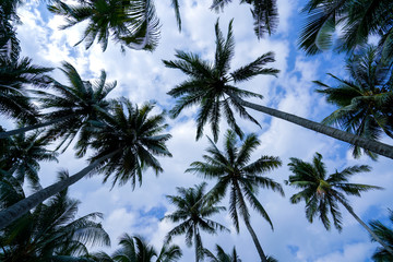 Obraz na płótnie Canvas Low Angle of coconut tree with beautiful sky