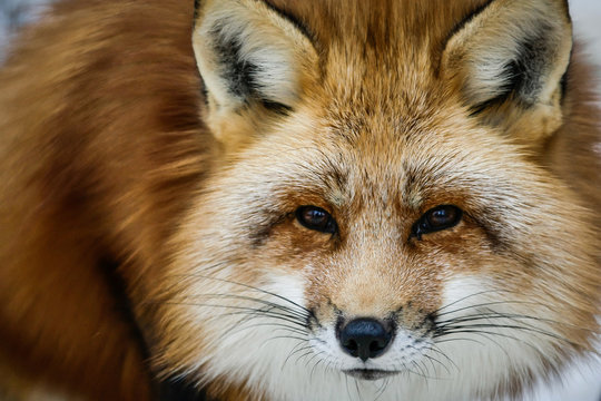 4 179 Best Renard Images Stock Photos Vectors Adobe Stock