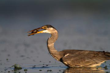 Grey heron hunting fish