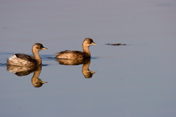 The little grebe  on fishpond, Crna Mlaka