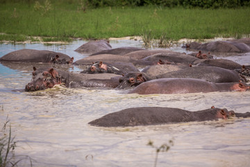 a group of hippos sitting in a small lake in the African Savannah