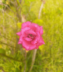 Obraz premium pink rose in the garden