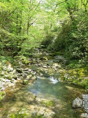 Obraz premium river in the forest