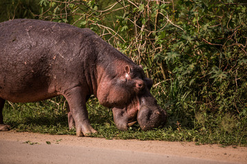 a huge Hippo walks along the road with public transport and chews grass. This is a rarity as hippos usually sit in the water during the day