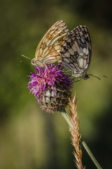 A couple of marbled white butterflies copulating on purple thistle flower on a summer sunny day. Blurry green background. Vertical image.