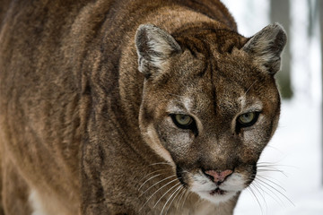 Gros plan sur la tête d'un cougar, puma d'Amérique du Nord, espèce très menacée