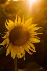 sunbeam on sunflower 