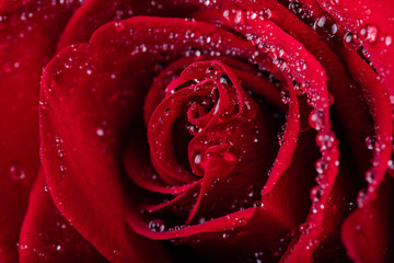 Gorgeous red rose with water droplets on the petals.