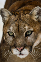 Gros plan sur la tête d'un cougar, puma d'Amérique du Nord, espèce très menacée