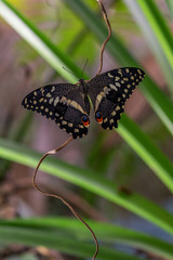 butterfly on a leaf. Papilio demoleus. Swallotail.