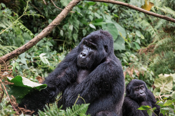 A black gorilla with a baby chewing vegetation in the wild deep in the jungle