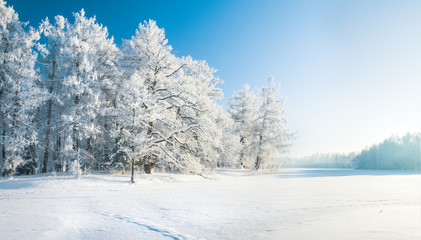 Panorama du magnifique parc d& 39 hiver