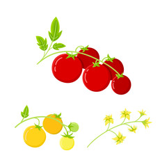 Tomato set: bloom on the branch, ripe red and yellow fruits, flat vector illustration. 