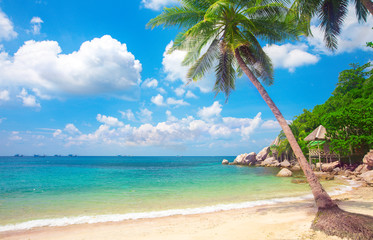 beach and coconut palm tree