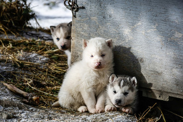 Jeunes Chiots husky très mignons et attendrissant comme des peluches