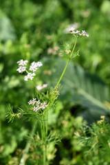 Closeup of Coriander flowers on the plant in a farm field