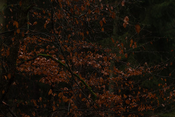 Herbstlaub im Regen, rote Blätter