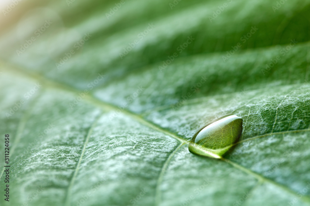 Aufkleber large beautiful drops of transparent rain water on a green leaf macro. drops of dew in the morning g