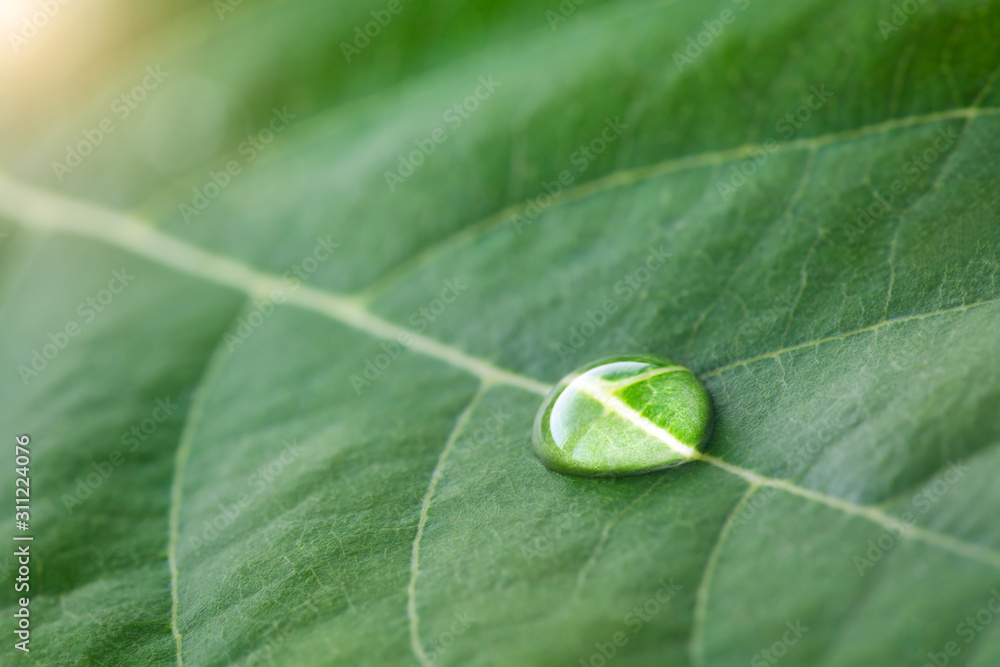 Aufkleber large beautiful drops of transparent rain water on a green leaf macro. drops of dew in the morning g