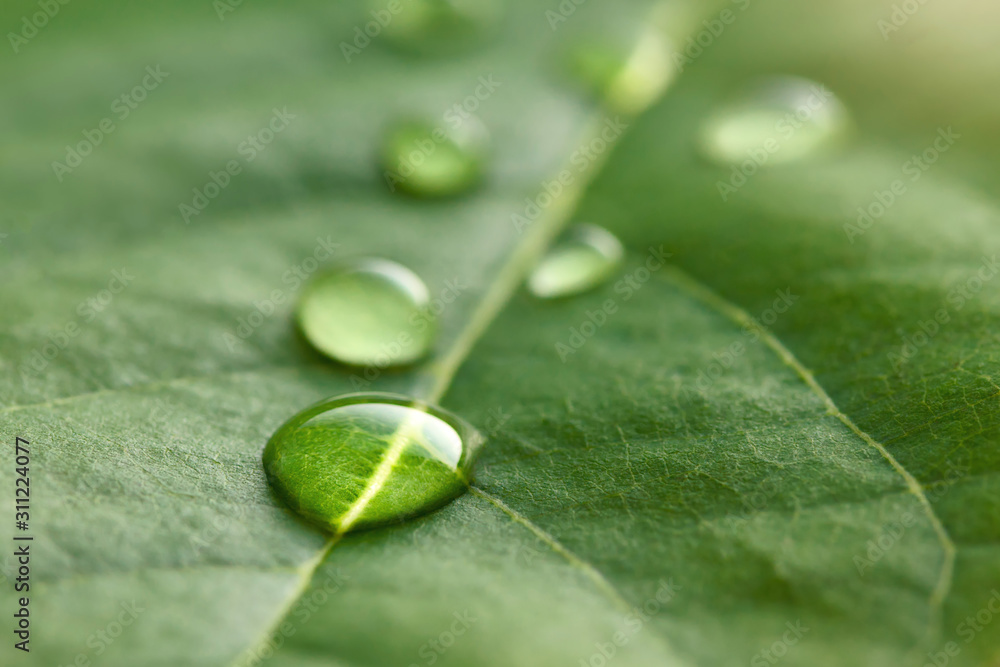 Poster large beautiful drops of transparent rain water on a green leaf macro. drops of dew in the morning g
