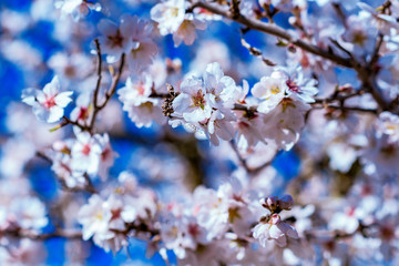 Obraz premium almond blossom