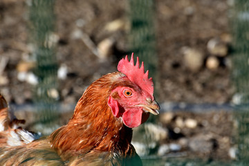 Hens of different breeds in an outdoor pen