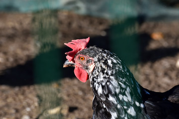 Hens of different breeds in an outdoor pen