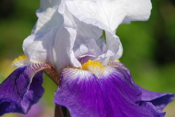 Close up of a white and purple bearded iris