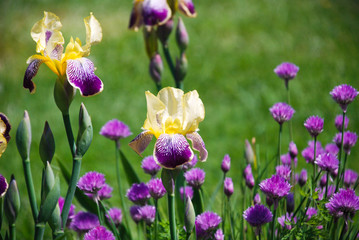 Close up of a yellow and purple bearded irises in a flower bed.. 