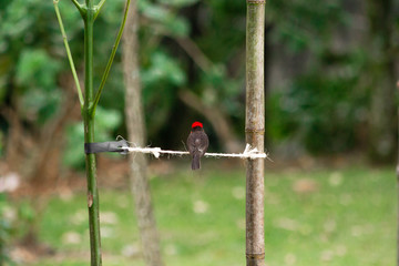 ave libre 1 © David