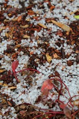 Although uncommon, Los Angeles is occasionally visited with frozen precipitation in the form spheres or uneven lumps of ice, known as hailstones.