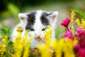 Malutki kotek wącha kwiaty. Zbliżenie - obrazy, fototapety, plakaty