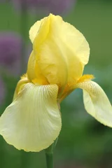 Fototapeten Close up of yellow bearded irises in a flower bed.. Verticaal orientation © Janice Higgins