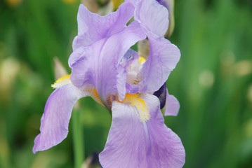 Close up of a purple bearded iris in a flower bed