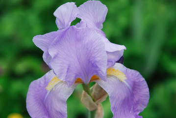 Close up of a purple bearded iris in a flower bed