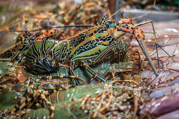 Spiny lobster. It is a seafood delicacy in the asian market