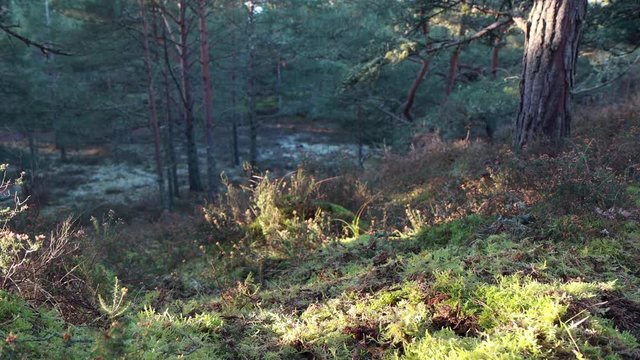 Red Squirrel, Sciurus vulgaris, wide and near shots of squirrel running/searching along forest floor for food during winter/December in Scotland.