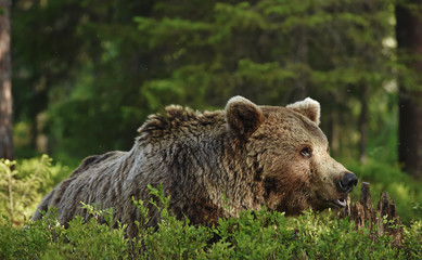 Adult Brown bear in the pine forest. Close up. Scientific name: Ursus arctos. Natural habitat.