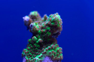 Fototapeta na wymiar corail