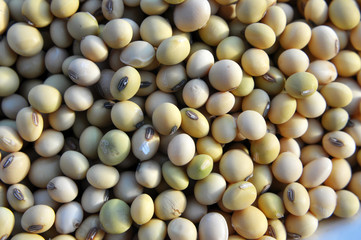 Soybean grain closeup