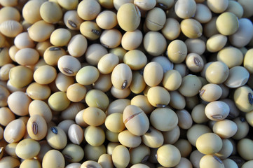 Soybean grain closeup