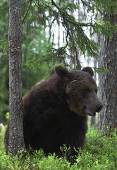 Obraz na płótnie Canvas Adult Brown bear in the pine forest. Close up. Scientific name: Ursus arctos. Natural habitat.