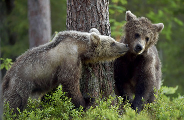Obraz premium Bear cubs in summer forest. Cubs of Brown Bear. Natural habitat. Scientific name: Ursus arctos.
